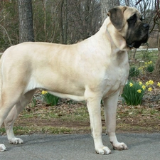 Flowers, Yellow, English mastiff, Mastiff