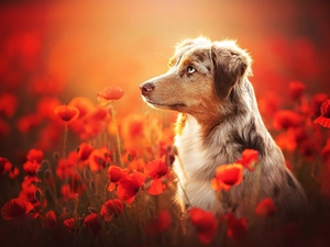 dog, Flowers, papavers, Australian Shepherd