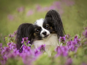 Flowers, Papillon