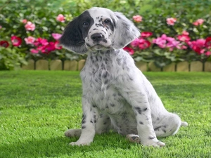 Flowers, grass, Pointer, Patch