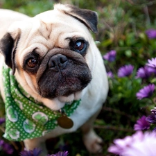 Flowers, purple, pug, scarf