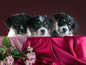 Flowers, Three, puppies