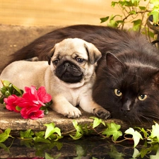 Puppy, Flowers, cat