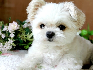 Flowers, White, Puppy