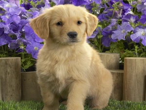 retriever, Flowers, Labrador