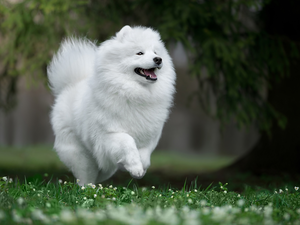 grass, Flowers, running, Samojed, White