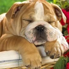 Flowers, basket, sleepy, dog