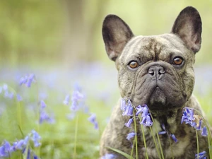 dog, Flowers, squill, French Bulldog