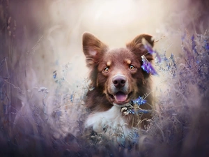 dog, Flowers, Vetch, Australian Shepherd