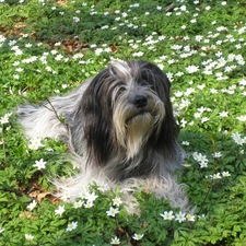 White, Flowers, Schapendoes