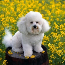 Flowers, Yellow, White, poodle