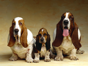 Basset Hound, Dog, folks