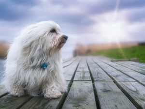 footbridge, dog, Havanese