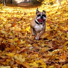 forest, Leaf, Pit Bull, autumn, Path