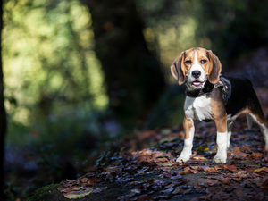 forest, dog, Beagle