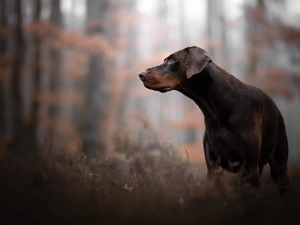 grass, forest, Brown, Doberman, dog