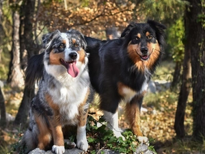 forest, Dogs, viewes, Australian Shepherds, Two cars, trees, Plants