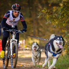 forest, Husky, cyclists, Dogs