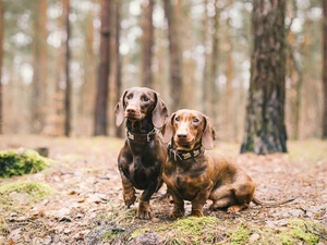 forest, Dogs, dachshunds
