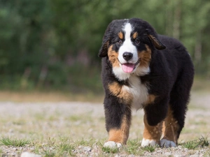 Way, forest, dog, pastoral, Bernese