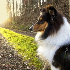 forest, Way, sheep-dog, Scotch