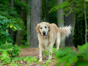 forest, viewes, dog, trees