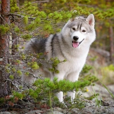 doggy, forest, happy