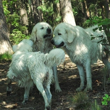 Dogs, forest, dirty