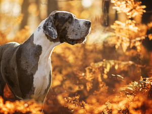 dog, Merle Coat, forest, Dog German