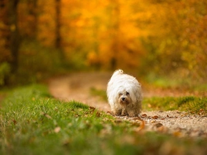 Havanese, Path, grass, forest