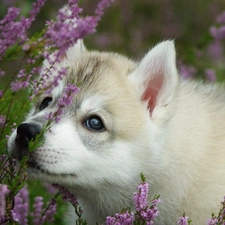 heather, forest, Puppy