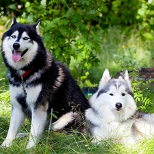 forest, car in the meadow, Dogs