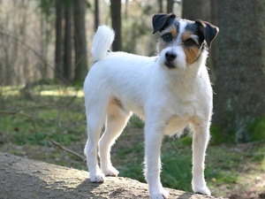 Parson Russell Terrier, forest