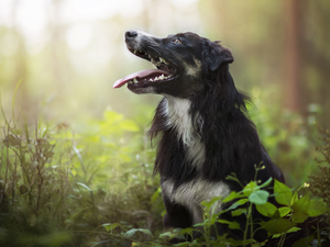 dog, forest, Plants, Border Collie
