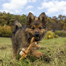 forest, Meadow, puppie, play