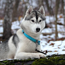 forest, dog-collar, Husky, snow, Blue