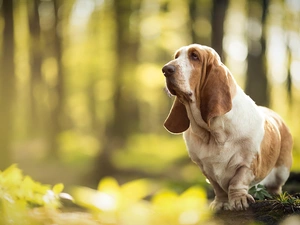 stump, Basset Hound, forest