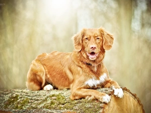 forest, dog, trunk