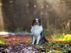 Way, Australian Shepherd, forest