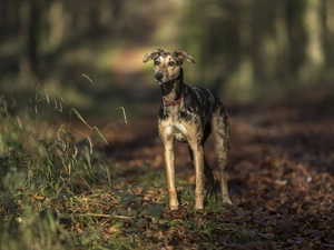 grass, dog, Way, forest, Leaf, Whippet