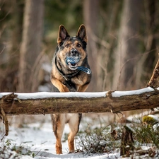 forest, play, dog, winter, Ball