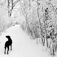 forest, dog, winter, snow