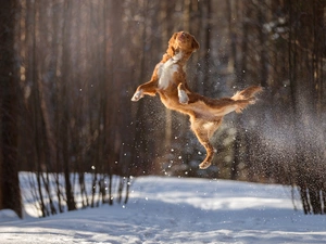 winter, dog, jump, forest