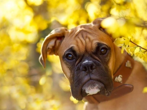 Forsythia, dog, boxer
