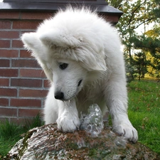 fountain, Samojed