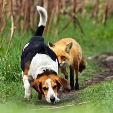 fox, ginger, dog, shooting