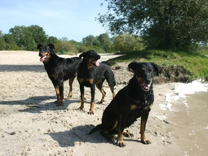 Shepherd French Beauceron, Three, Black