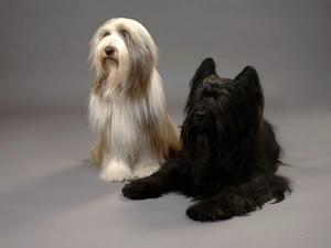 Shepherd French Briard, Bearded collie