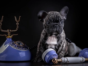 Buldog, Puppy, Telephone, french