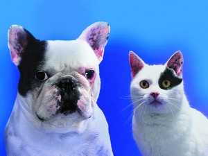 French Bulldog, patch, cat, Black